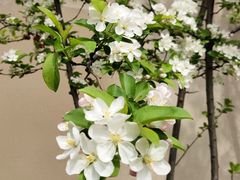 -南京市芳草园小学(凤凰校区)