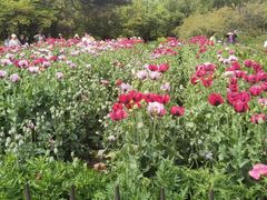 -国家植物园南园