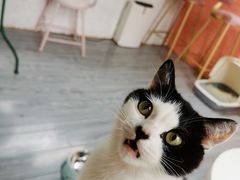 -喵屿·大理花园猫咖