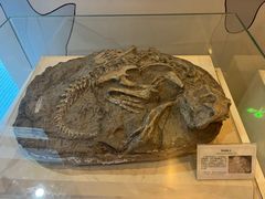 -辽宁古生物博物馆