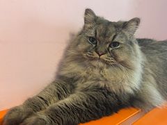-我爱猫咪·猫咖·狗咖·安哥拉兔·羊驼咖(小寨华旗店)