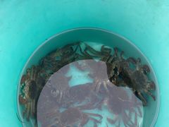 -会江钓鱼钓虾烧烤场