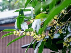 -凤来栖·净庭院·火锅(欧尚店)