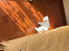 -美联众合宠物医院·爱萌分院·内外科·猫科中心