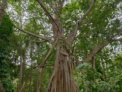 -中国科学院西双版纳热带植物园