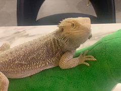 -FAIRYLAND龙族星球主题餐厅(凯丹广场店)