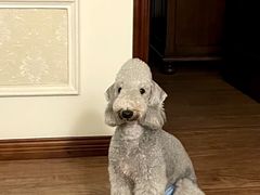 -帕帕拉兹宠物(亚洲旗舰店)