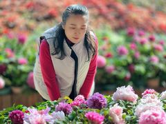 -花之城