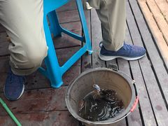 -同銮特种养殖场·龙虾垂钓