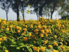 -贡湖湾湿地公园