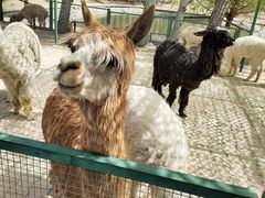 -新疆天山野生动物园