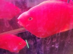 -大自然花鸟鱼虫市场