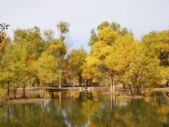 -金塔沙漠胡杨林景区