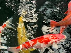 -观唐（国际）度假村温泉