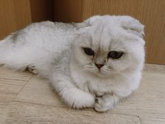 -CAT’S MEWSTAR CAFE·喵星球猫屋(晴湾咖啡店)