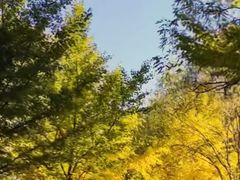 -长白岛森林公园