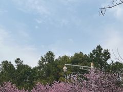 -八大山人梅湖景区