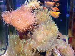 -太平洋海底世界