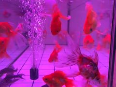 -首都电影院(天津店 中国巨幕)