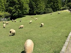 -神户市立六甲山牧场