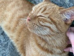 -喵屿·大理花园猫咖