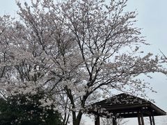 -顾村公园