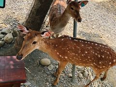 -鹿境梅花鹿生态园区