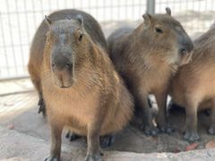 -上海野生动物园