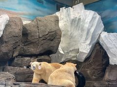 -海合安武汉极地海洋公园