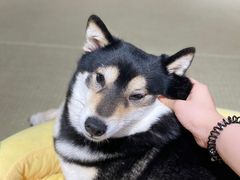 -逗柴咖啡屋·狗咖猫咖宠物桌游