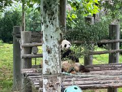 -西霞口神雕山野生动物世界