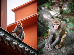 -黔灵山公园