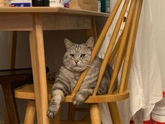 -美联众合动物医院(·中兽医·疑难杂症·严家桥分院)