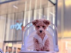 -宠物星动物医院·眼科·异宠·猫科(江南大道总院)