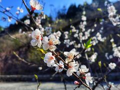 -遥桥古堡