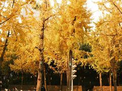 -重庆市江北嘴中央商务区中央公园