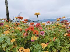 -野狸岛