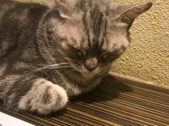 -more than meow吴止猫主题餐厅(承德 中船汇店)