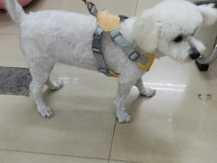 -瑞派动物医院·猫专科·至诚(江南中分院)