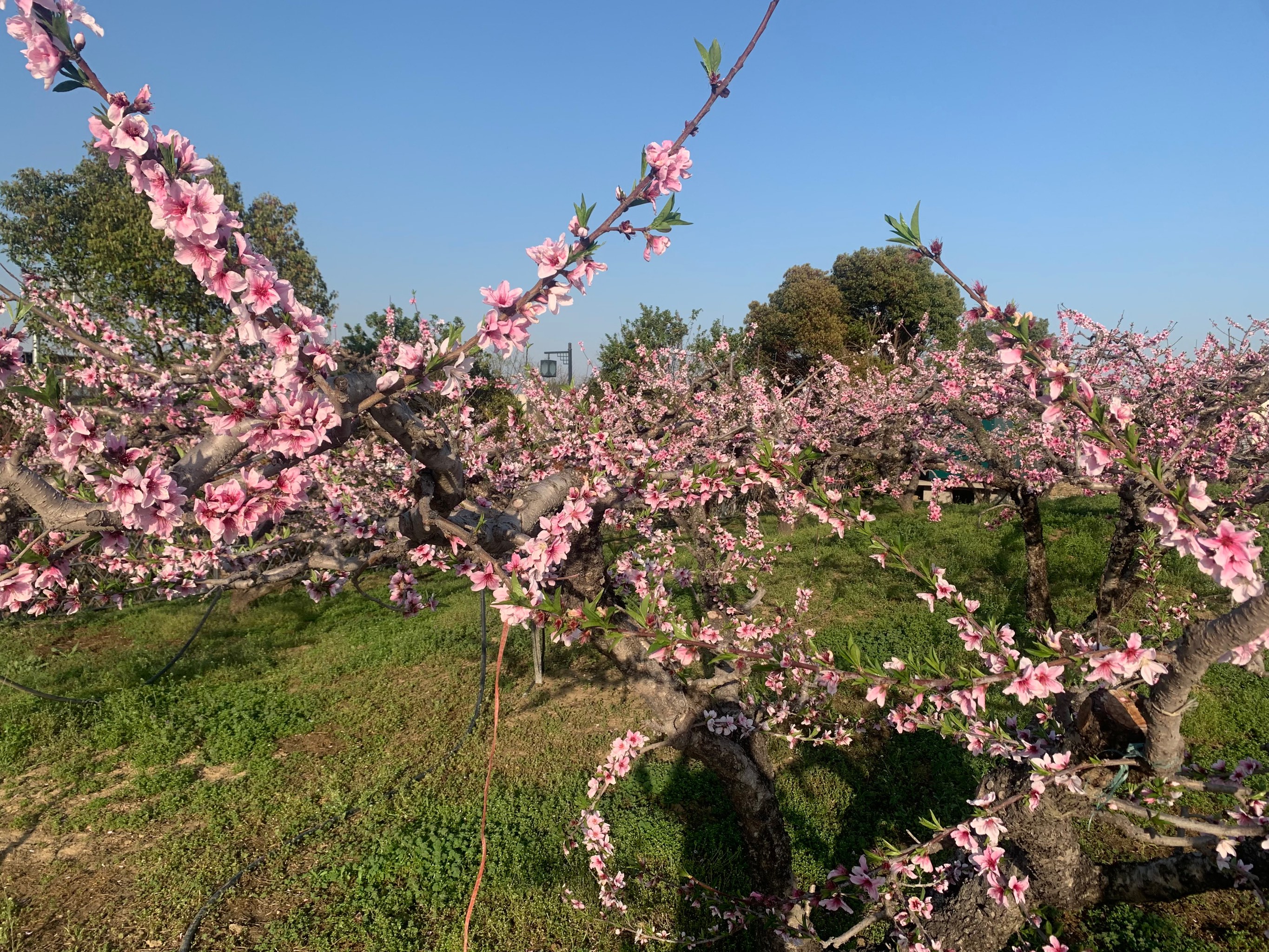 阳山桃花图片图片