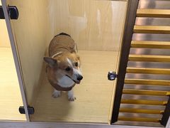 -宠物之家Pets Home 宠物寄养酒店