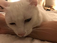 -爱妮康宠物医院·干细胞免疫细胞·肿瘤·心脏(张江店)