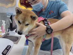 -美美宠物诊疗中心·异宠·骨科(滨江东信分院)