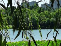 -大兴滨河森林公园