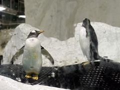 -大连圣亚海洋世界
