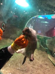 点击看大图 -宝燕乐园(闵行旗舰店)