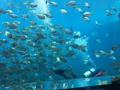 -瑞德姆美人鱼海底演艺主题餐厅(亚龙湾店)
