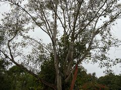 -中国科学院西双版纳热带植物园
