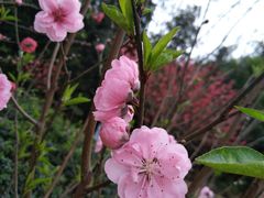 -南国桃园旅游度假区