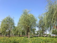 -九里河湿地公园